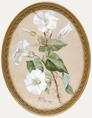 C. Lidy - Gerahmte Gouache Von 1889, Morning Glory