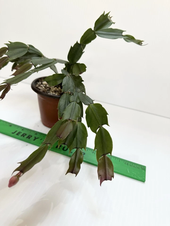 Acción de Gracias / Cactus de Navidad - Planta viva en maceta Zygo rojo Foto 4 de 4