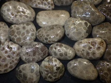 Unpolished Petoskey Stones 4lbs 5.8 oz