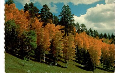 Phoenix, AZ, USA, Golden Aspens, Fall temperatures, Mountain Aspens, Postcard