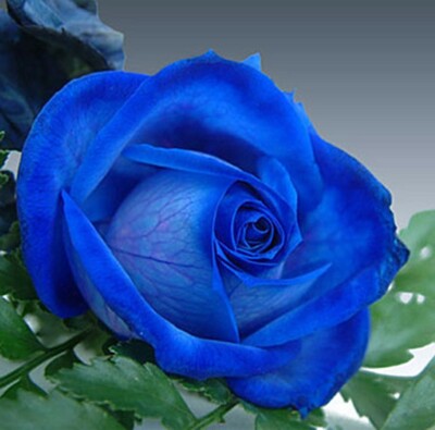 20 graines de Rosier rose BLEU ROYAL - 20x ROYAL BLUE Rose