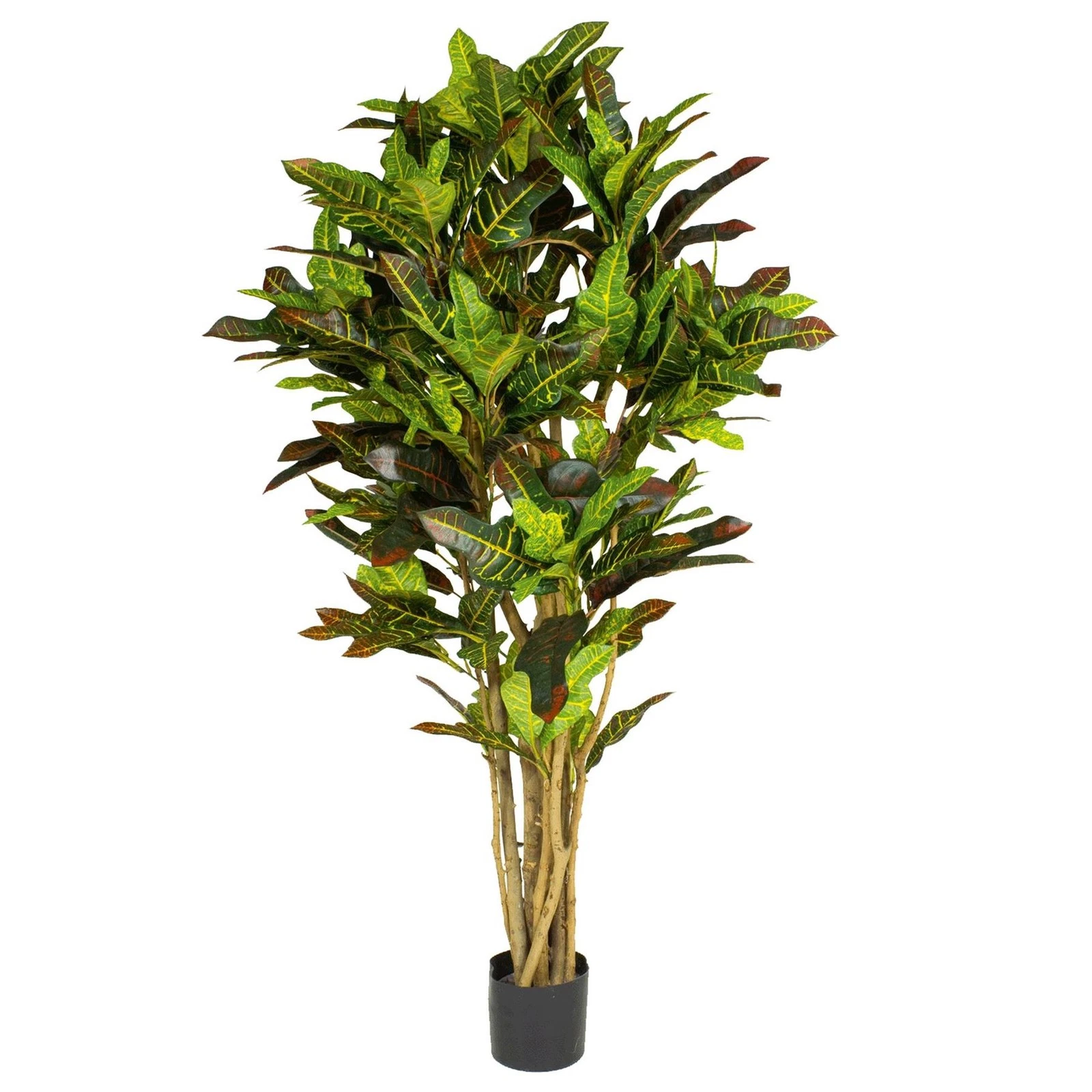 150cm Croton Tree - 70639