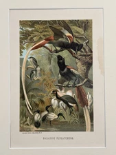 1890 Orig. L. Prang & Co. Lithograph Of Paradise Flycatchers Selmar Hess Publ.