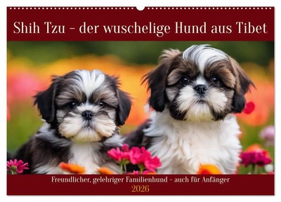 Shih Tzu - der wuschelige Hund aus Tibet (Wandkalender 2026 DIN A2 quer),...