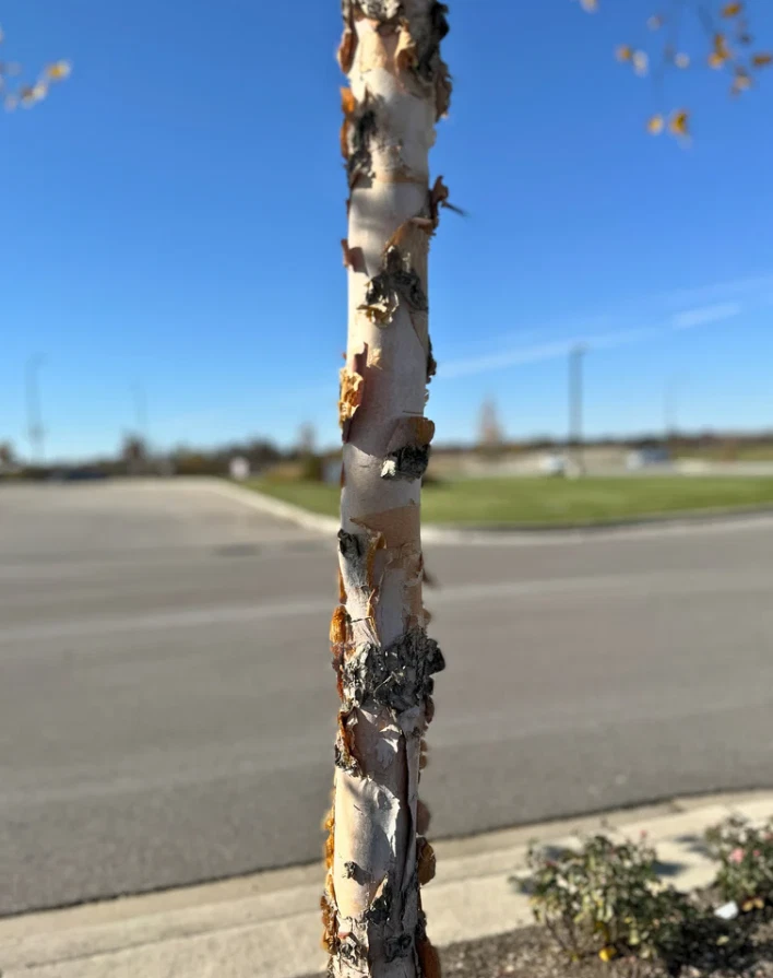 Речная береза (один стебель) – живое дерево в горшке на четверть (высота 12–18 дюймов) - Изображение 4 из 4