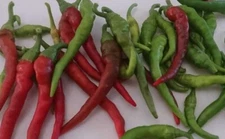 Long Red Thin Cayenne Pepper Seeds | Hot | Heirloom | Organic