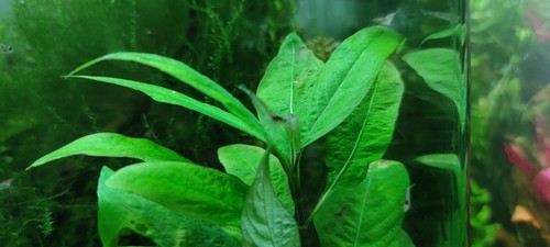 Neocaridina red cherry (DESCARTES DE COLOR) - Lote de 20 gambas - Imagen 4 de 10