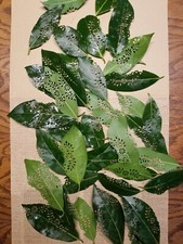 Bay Leaf Fresh with floral cut out design 40 leaves per package