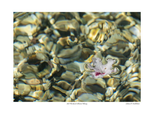 2023 The Master Collection Limited Edition Photo Prints by Aussie Neville Hiatt - Picture 4 of 14