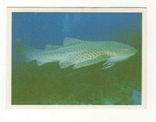 Sanitarium Weet-bix Seaworld #09 Leopard Shark