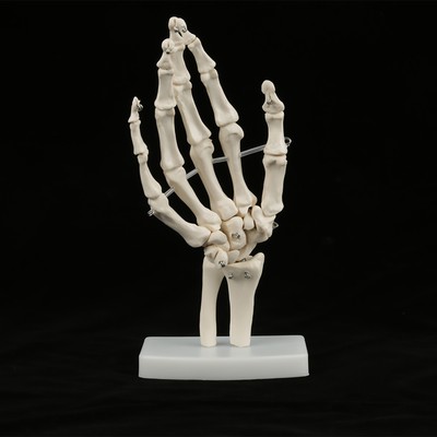 Medizinische Anatomie Lebensgröße Menschliche Hand Joint Study Skeleton Mod AK