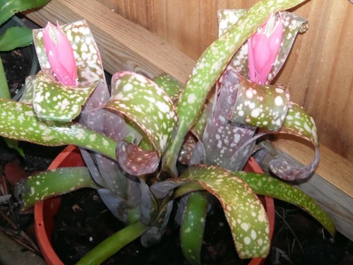 Billbergia PINK CHAMPAGNE Bromeliad – Tall Tropical Plant For Indoors Or Outdoors
