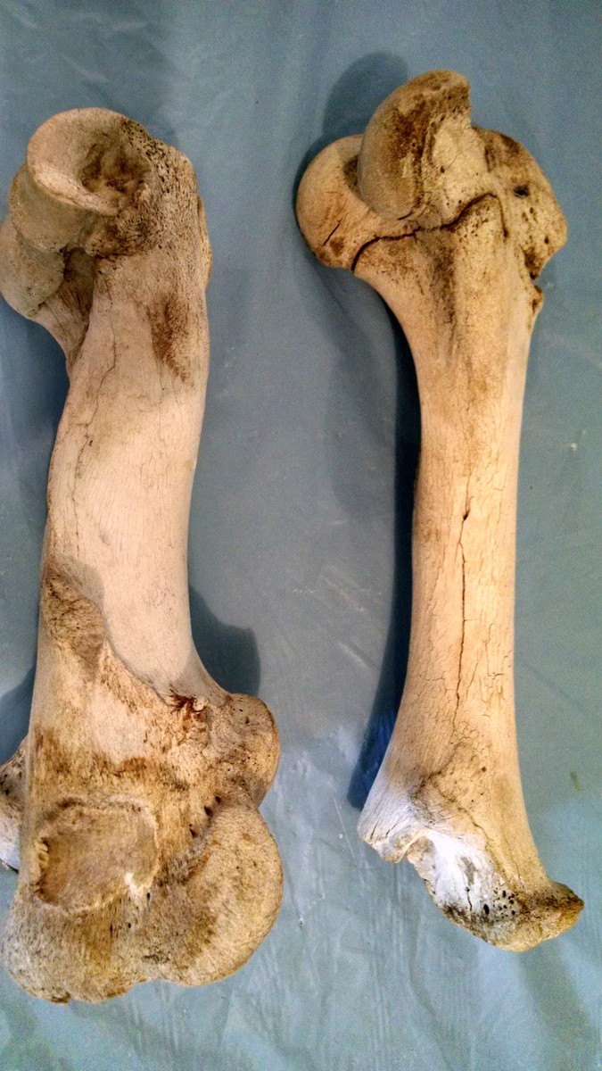 Cow Leg Bones