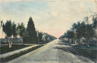 1908 Lodi California Palm Driveway hand colored Rieder #21391 Postcard 25-161