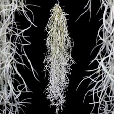 Bushy Spanish Moss Tillandsia Usneoides | Trailing Airplant | 50cm long