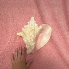 Large Natural Queen Conch Seashell from the Atlantic Ocean — photo 1