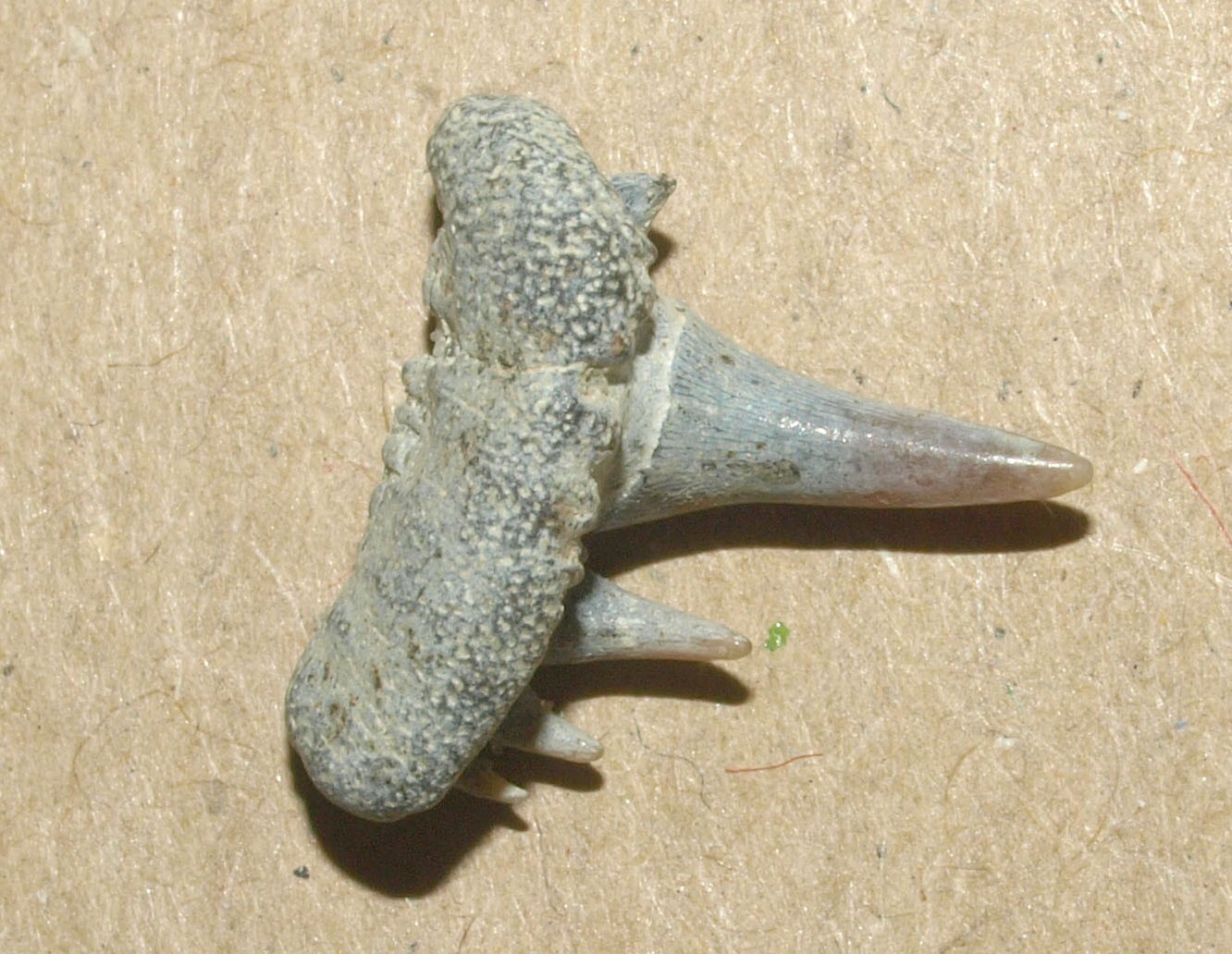 Picture 10 of 15