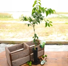 Key Lime Tree Dwarf Plant Citrus GRAFTED Fragrant 2-4ft. Ships To All State