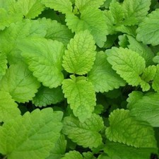 Lemon Balm Seeds - 1000
