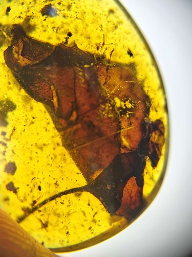 Fossil amber Insect Burmese burmite Cretaceous Red Leaf insect Myanmar - Picture 4 of 9