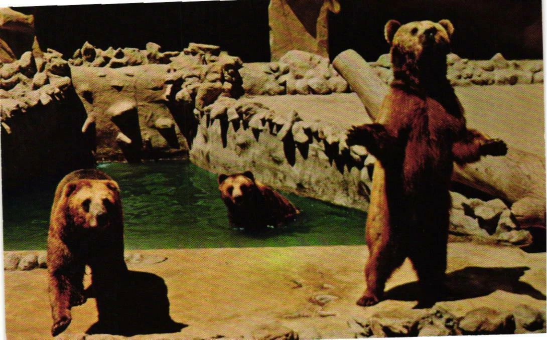 Grizzly Bear San Diego Zoo