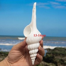 13-14cm Natural Conch Shell Fish Tank Landscaping Home Decor Photography Props