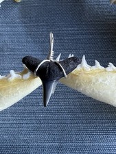 SHARK TOOTH PENDANT.. fossilized 3/4 inch lower Lemon from Venice Florida.