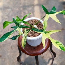 Philodendron Florida Beauty pianta rara variegata