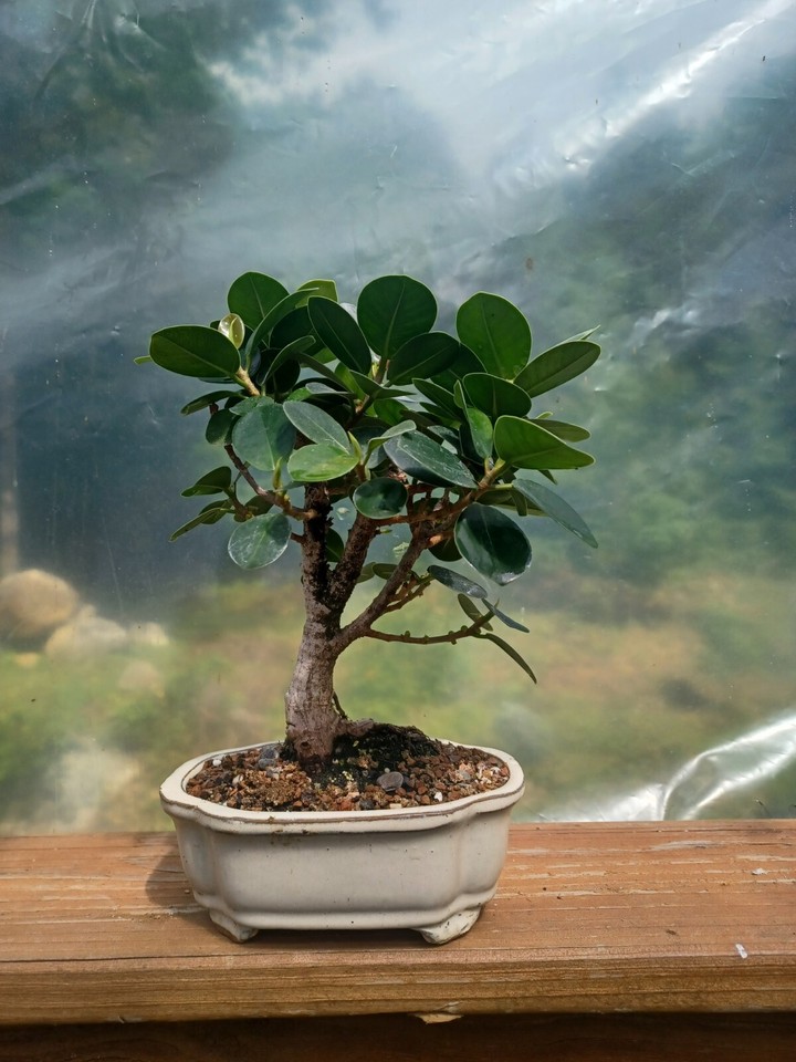 Green Island Ficus Bonsai eBay