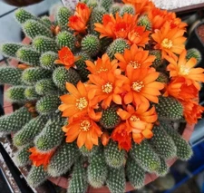 Rebutia Fabrisii Cactus 3.5 Inch Pot Beautiful Masses Of Orange Flowers!