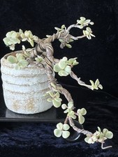 Variegated Portulacaria Afra Jade Cascade Bonsai