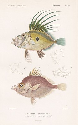 Zeus faber Petersfish Capros aper fish fish steel engraving engraving Cuvier 1849