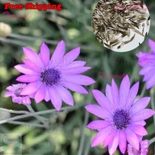 Everlasting Immortelle Mix - Xeranthemum Annuum Double Mix | Flower Seeds