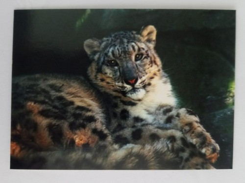 1993 CARDz San Diego Zoo Trading Cards (Pick Your Card) - Picture 14 of 221