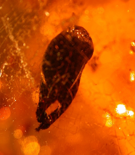 Leaf with Winged Ant in Lovely Orange Dominican Amber Fossil LARGE 22 grams - Picture 3 of 15