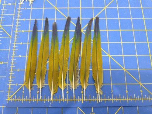 Y79 Lot Of 7 Captive Raised Blue Green Conure Parrot Tail Feathers
