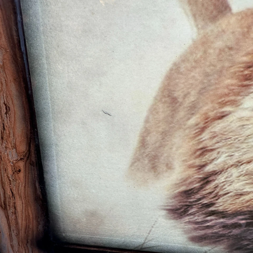 Impresión artística de león enmarcada madera oscura 19,5 x 15,5 Foto 2 de 4