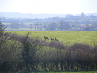 Foto 6x4 Rothirsch Moorlinch Hirsch und zwei Hirsche beim Überqueren eines Feldes gefangen i c2008