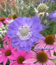 15 seeds Scabiosa Fama Deep Blue Perennial +gift attracts pollinators