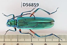 D56859. Insects, Cerambycidae sp. Vietnam North. 2000m. Nice!!!! Rare