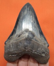 STUNNING HUGE CHUBUTENSIS SHARK TOOTH - REAL FOSSIL 3.54” - NO RESTORATIONS