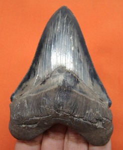 STUNNING HUGE CHUBUTENSIS SHARK TOOTH - REAL FOSSIL 3.54” - NO RESTORATIONS