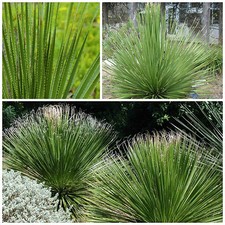 10 semi di Dasylirion texanum, piante succulente, piante grasse,seed succulents