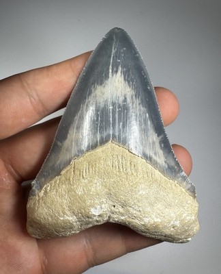 Colorful 3.25  Bone Valley Megalodon Shark tooth Fossil Florida Restored?