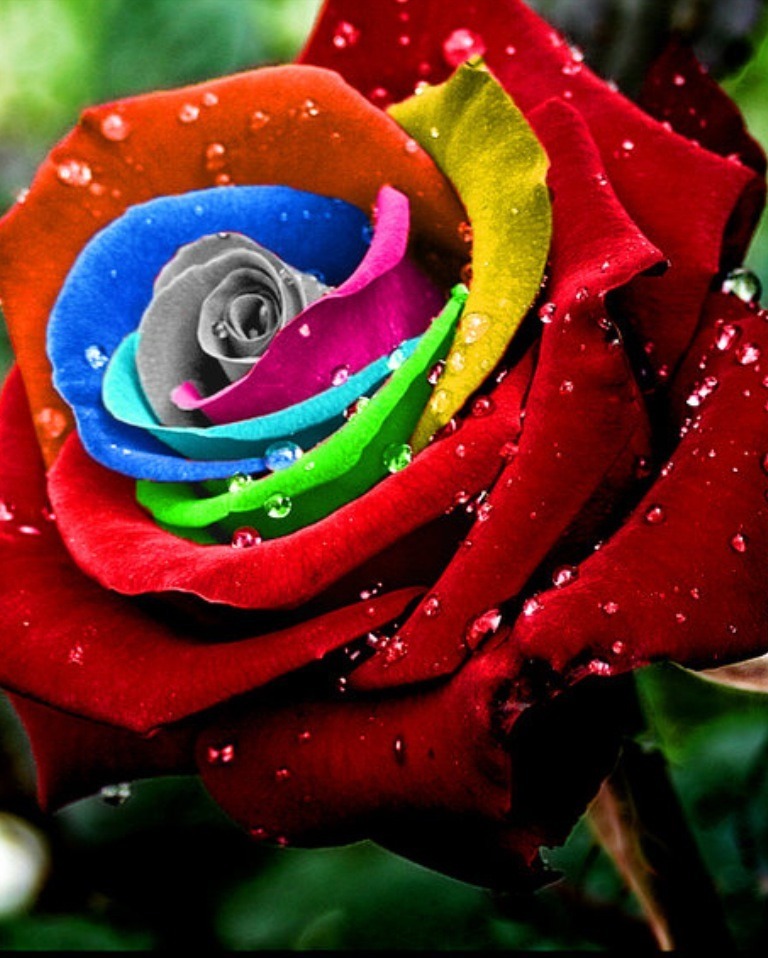 Rosa Abracadabra - Le Rose Di Firenze - Foto 12