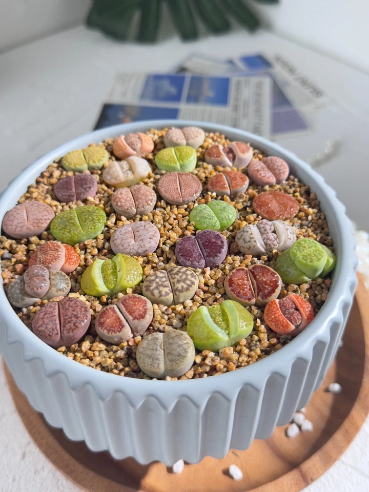 Live 10pc Lithops assorted succulents, 0.6-0.8" Bare root Wedding Favors - Image 4 of 4