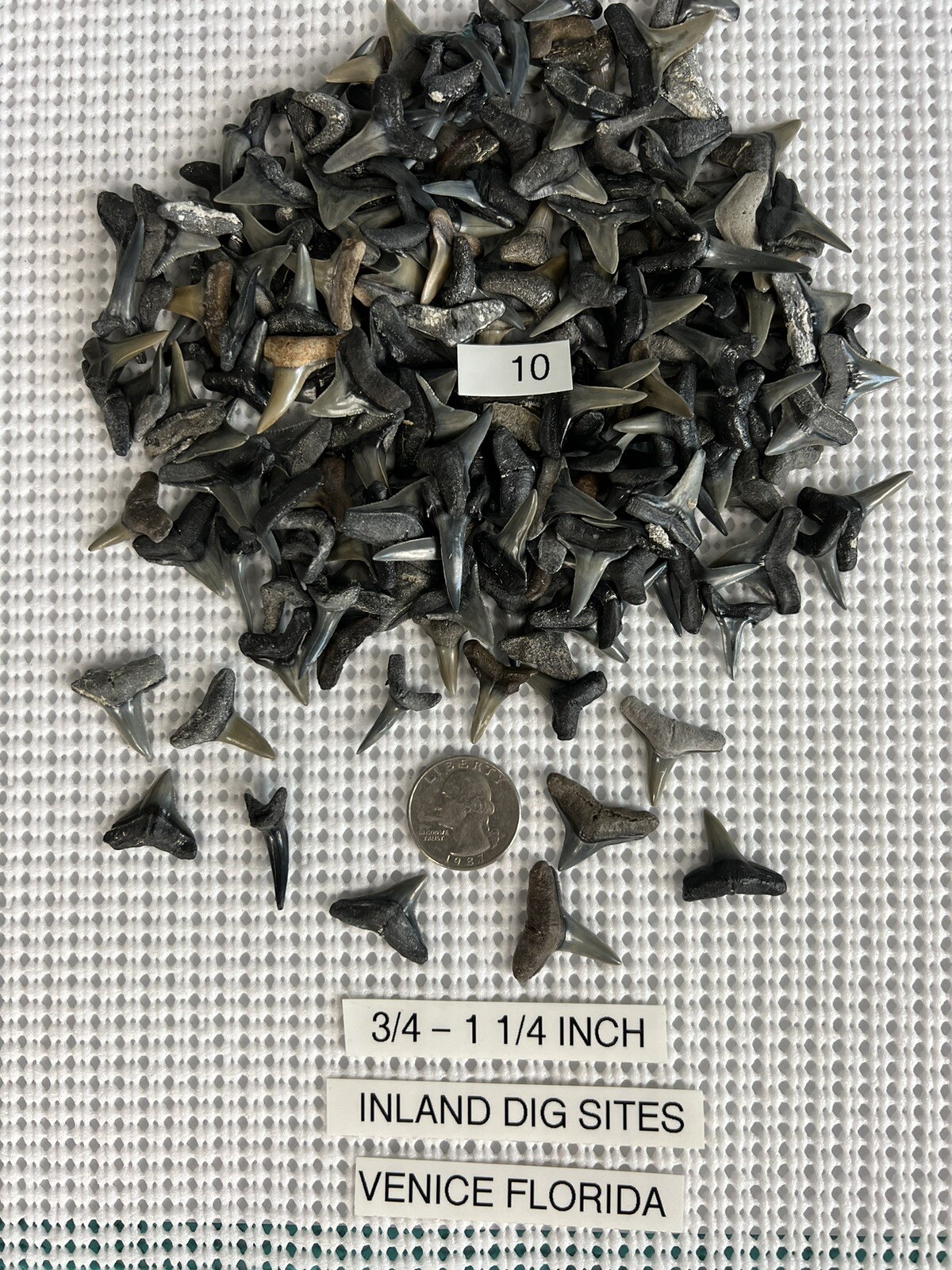 Lot of 10 fossilized 3/4 - 1.1/4 inch shark teeth from Venice Florida ( INLAND )