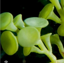 Live Suction Cup Caulerpa 3-4” Frag MacroAlgae Reef Refugium Saltwater