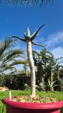 Aloe dichotoma, marvelous specimen
