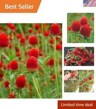 Gomphrena Globosa Seeds - 100PCS of Stunning Red Blooms, Perfect for Cut Flowers